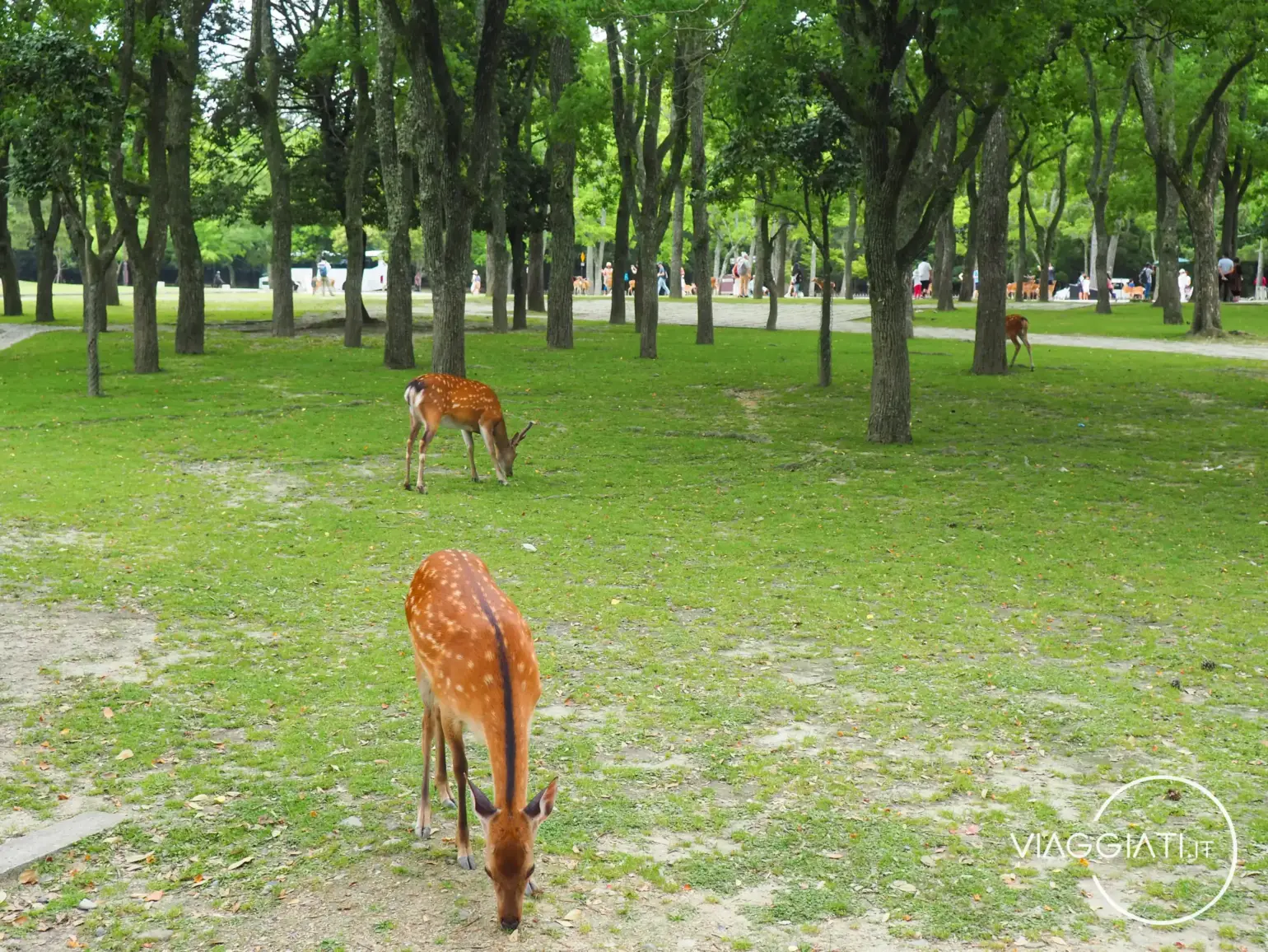 Cervi liberi nel parco di Nara