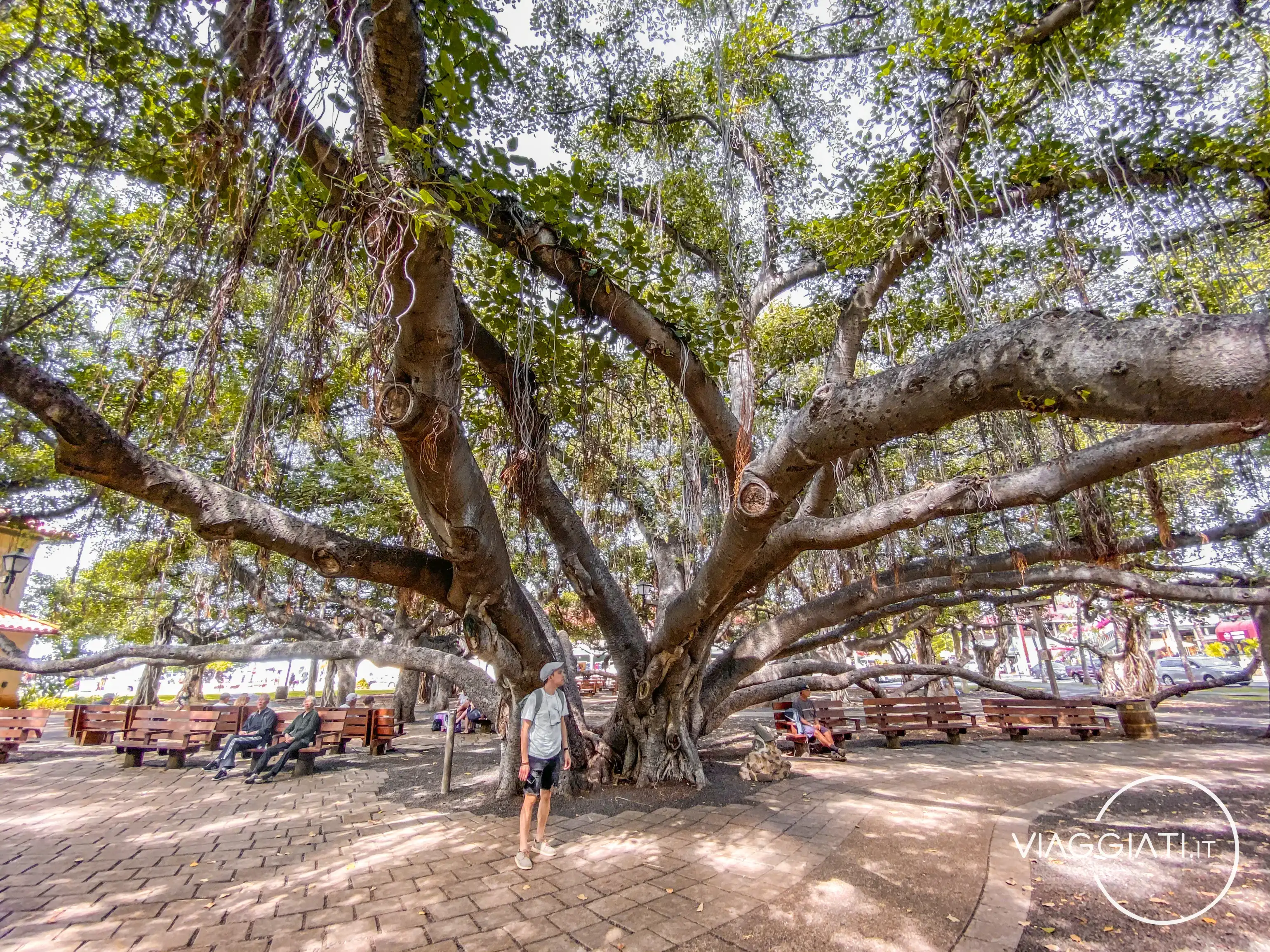 Banyan tree a Lahaina, Maui