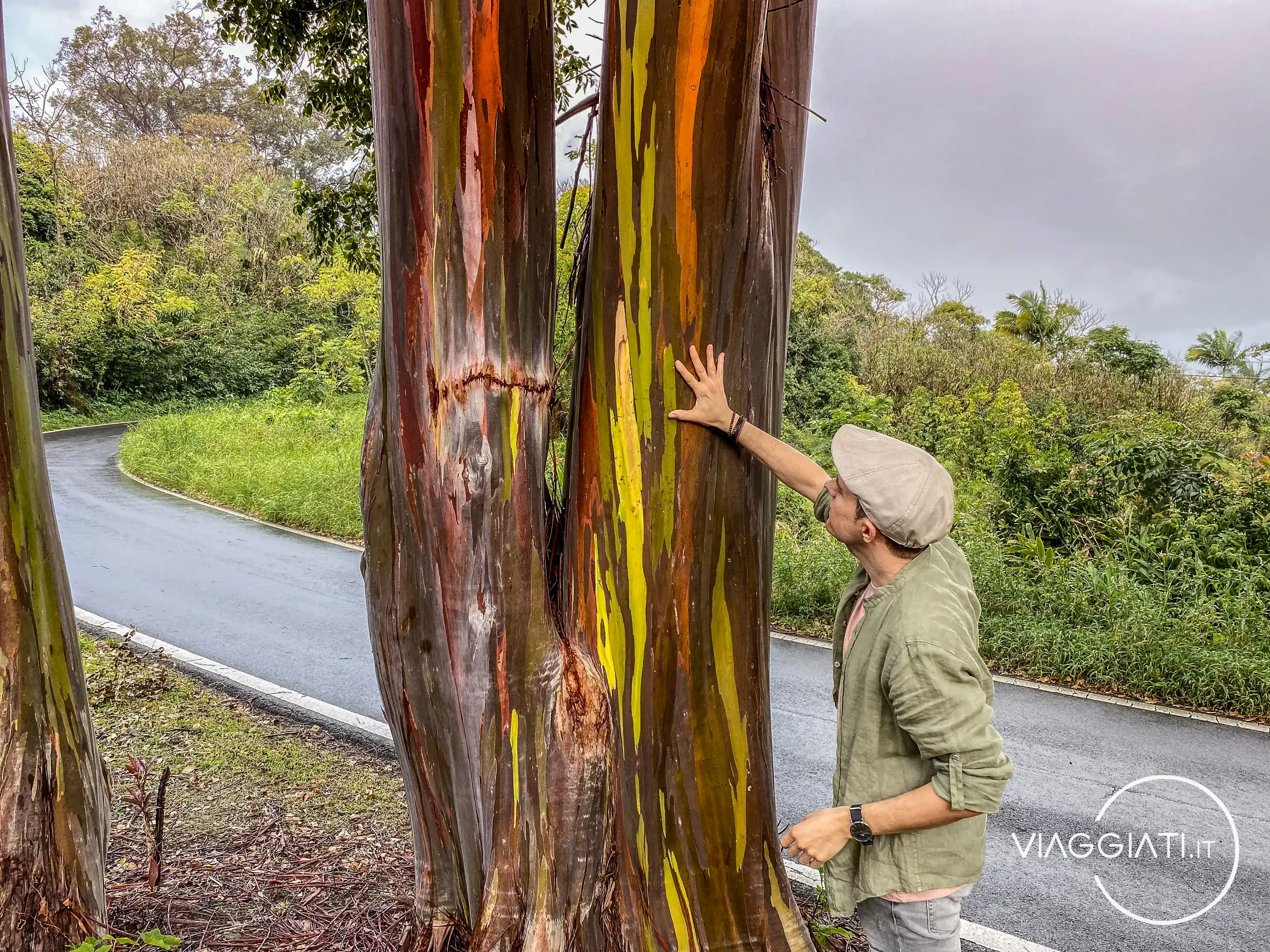 Eucalipti lungo la Road to Hana