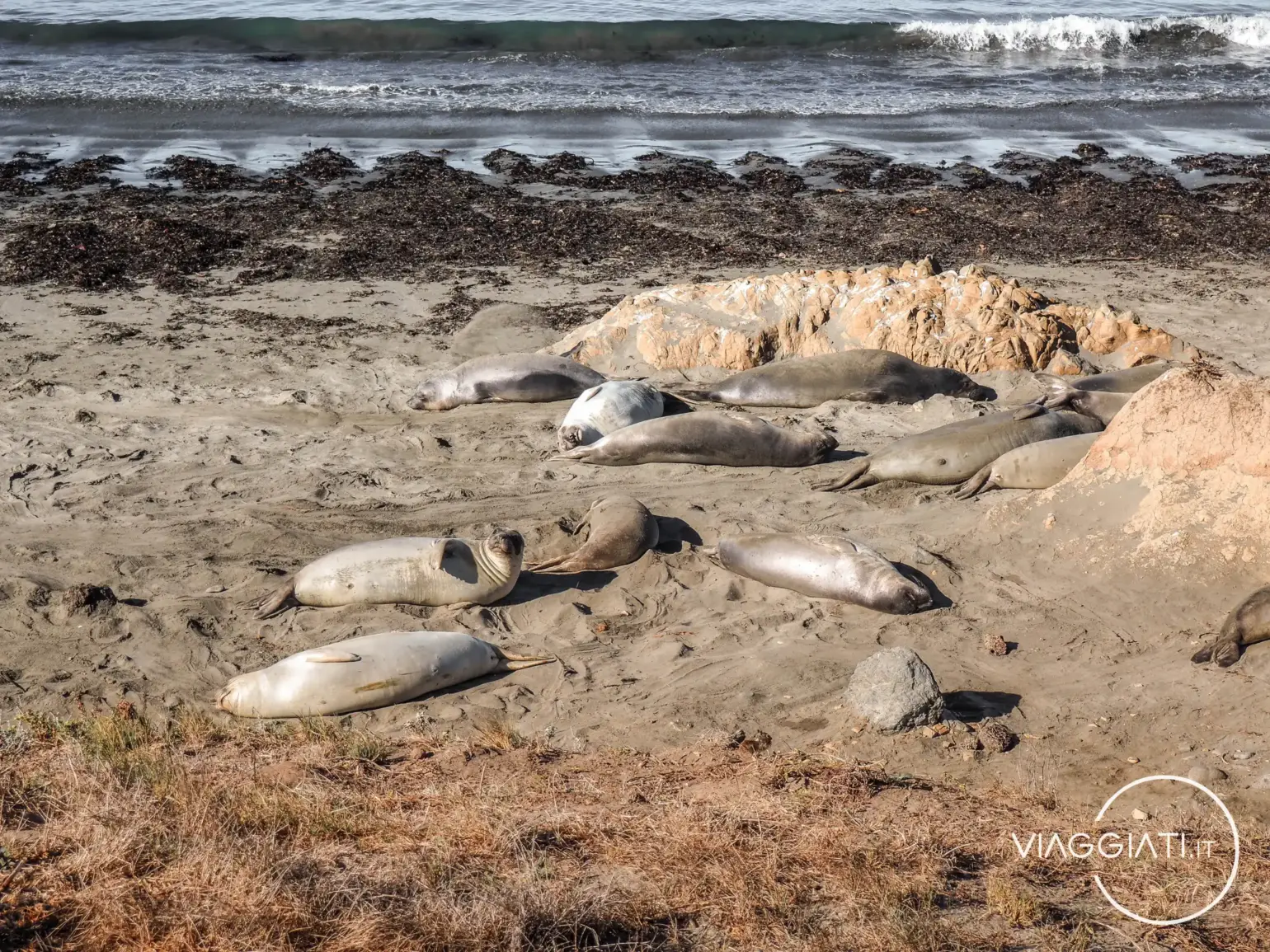 Elefanti marini lungo la costa della California