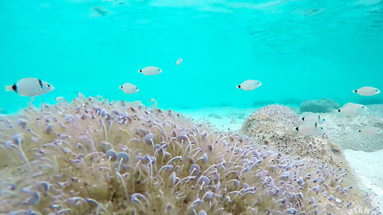 Snorkel a Formentera