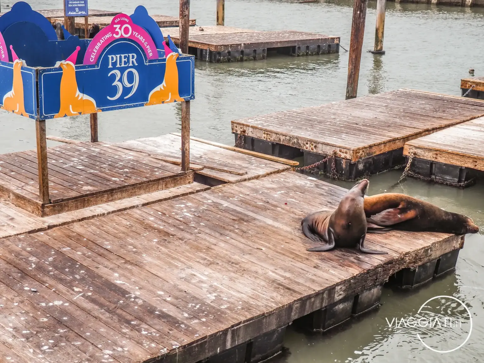 Leoni marini al Pier 39