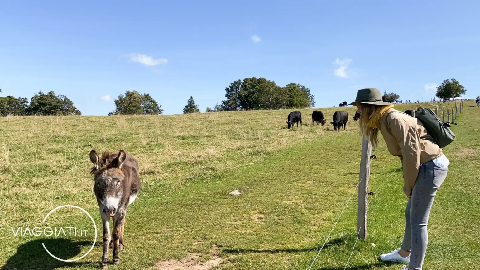 Mucche al pascolo vicino al Creux du Van