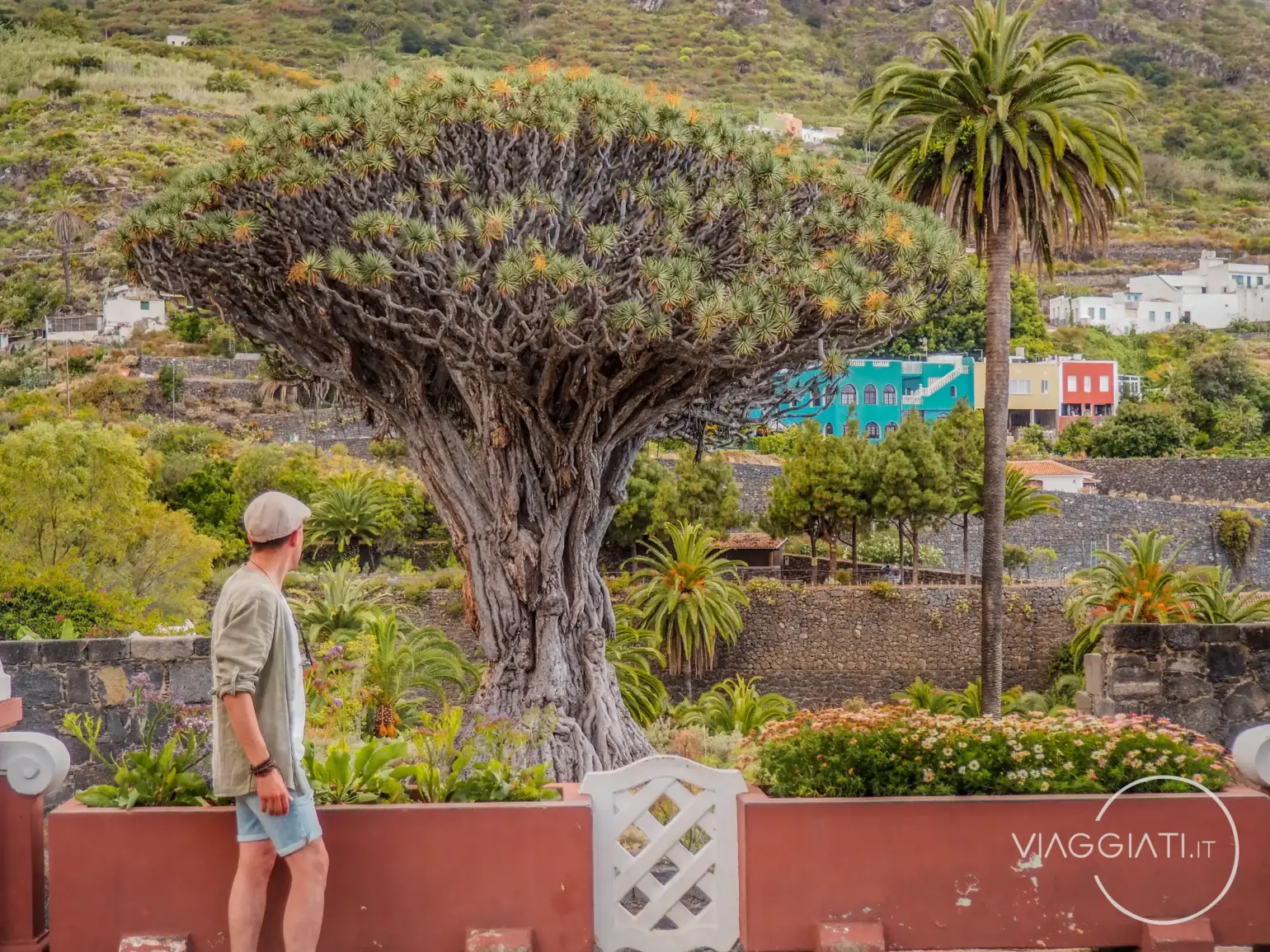 Drago Millenario | Tenerife in 7 giorni