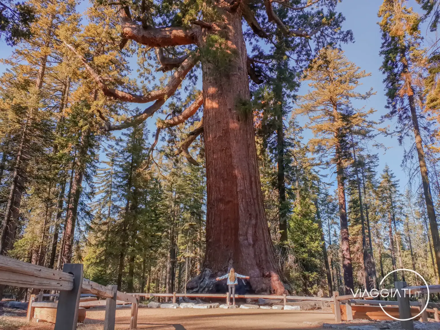 Viaggio fai da te nella West Coast USA: Mariposa Grove